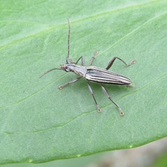 Navomorpha sulcata
