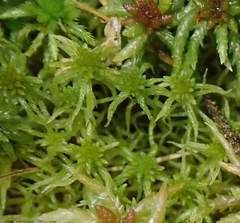Sphagnum flexuosum