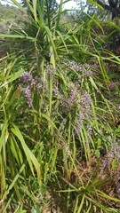 Cordyline stricta