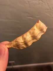 Prosopis