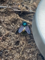 Xylocopa aerata