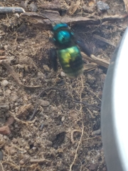 Xylocopa aerata