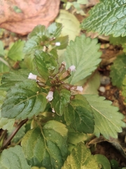 Clinopodium chinense