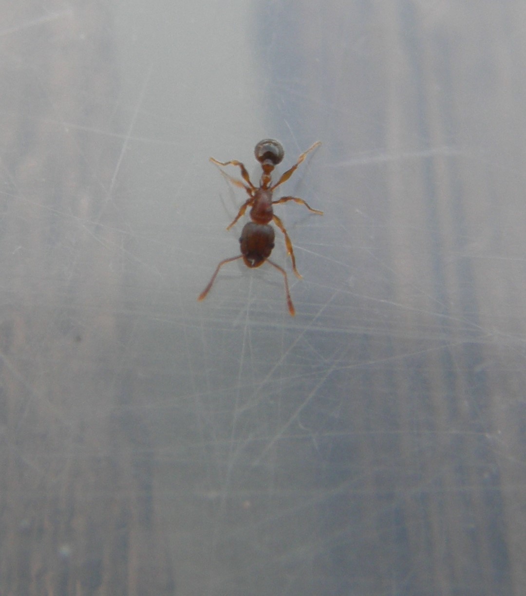 Tetramorium grassii