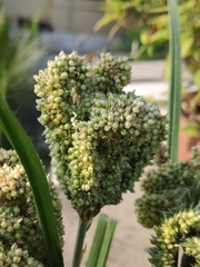 Eleusine coracana