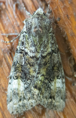 Anaplectoides