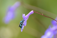 Euglossa