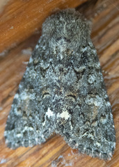 Melanchra pulverulenta