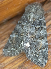 Melanchra pulverulenta