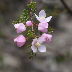 Boronia microphylla