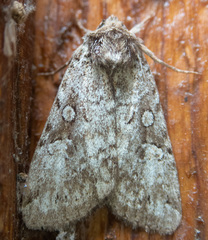 Anaplectoides pressus