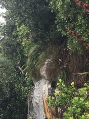 Chionochloa bromoides