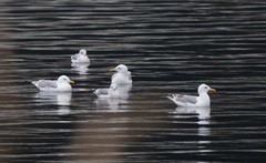 Larus glaucoides thayeri