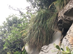 Chionochloa bromoides