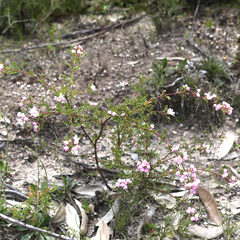 Boronia microphylla