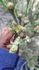 Leucadendron verticillatum