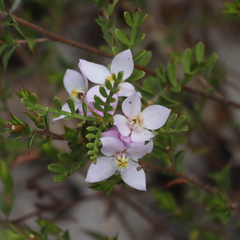 Boronia microphylla