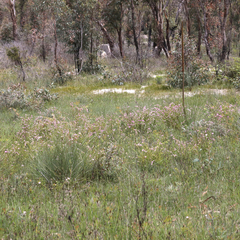 Boronia microphylla