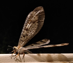 Palparini