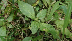 Limnophila rugosa