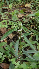 Hygrophila ringens