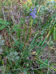 Veronica porphyriana