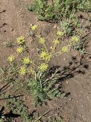 Afrosciadium magalismontanum