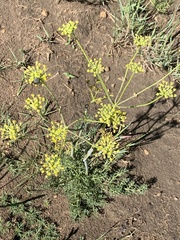 Afrosciadium magalismontanum