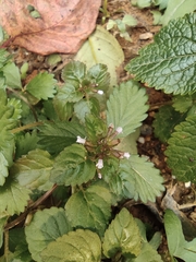 Clinopodium chinense