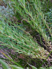 Diarthron altaica