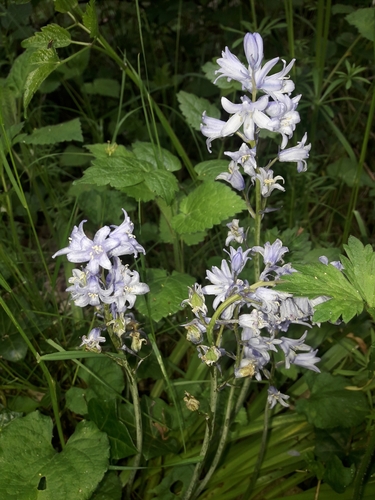 Hyacinthoides × massartiana, photograph 4