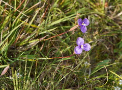 Patersonia occidentalis occidentalis