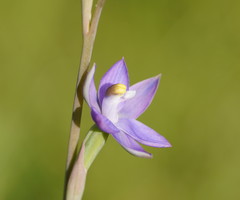Thelymitra peniculata