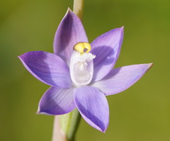 Thelymitra peniculata