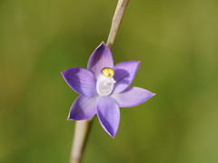 Thelymitra peniculata