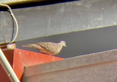 Streptopelia chinensis