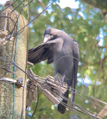 Corvus splendens