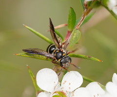 Lasioglossum peraustrale