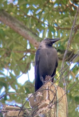 Corvus splendens