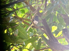 Copsychus saularis