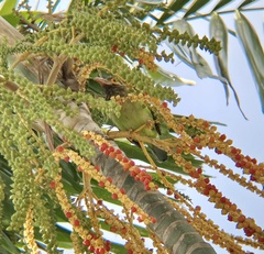 Psilopogon zeylanicus