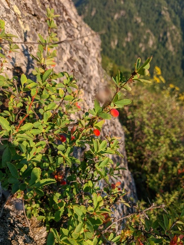 Siberian Barberry