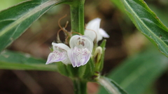 Hygrophila ringens