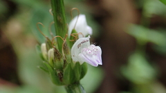 Hygrophila ringens