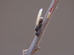 Camponotus mina