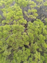 Veronica cupressoides