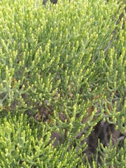 Veronica cupressoides