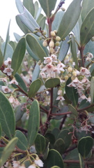 Euclea racemosa