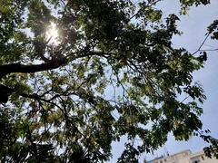 Cassia fistula