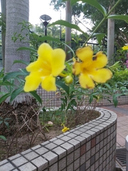 Allamanda cathartica